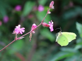 Heropening Vlindertuin vanaf 1 mei