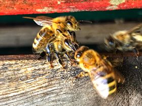 Week van de bij: kom alles over bijen en bijenteelt ontdekken op woensdag 29 mei!