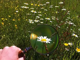 Gratis begeleide wandelingen planten- en natuurexcursie in en rond Zutendaal