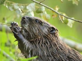 Kom je mee op Bever-expeditie?