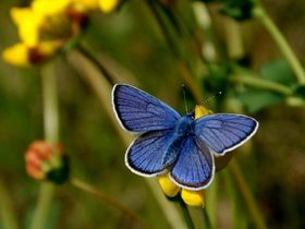 Vlinderwandeling langs de kanaaltaluds in Gellik